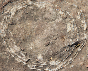 India's Largest Dinosaur Hatchery Unearthed: Sacred Stones Revealed as 70-Million-Year-Old Fossilized Eggs
