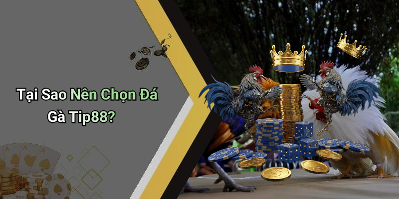 Tại Sao Nên Chọn Đá Gà Tip88?