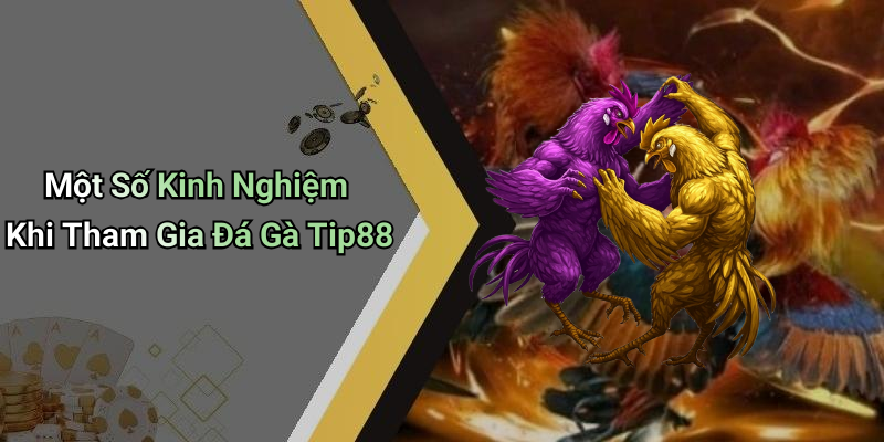 Một Số Kinh Nghiệm Khi Tham Gia Đá Gà Tip88